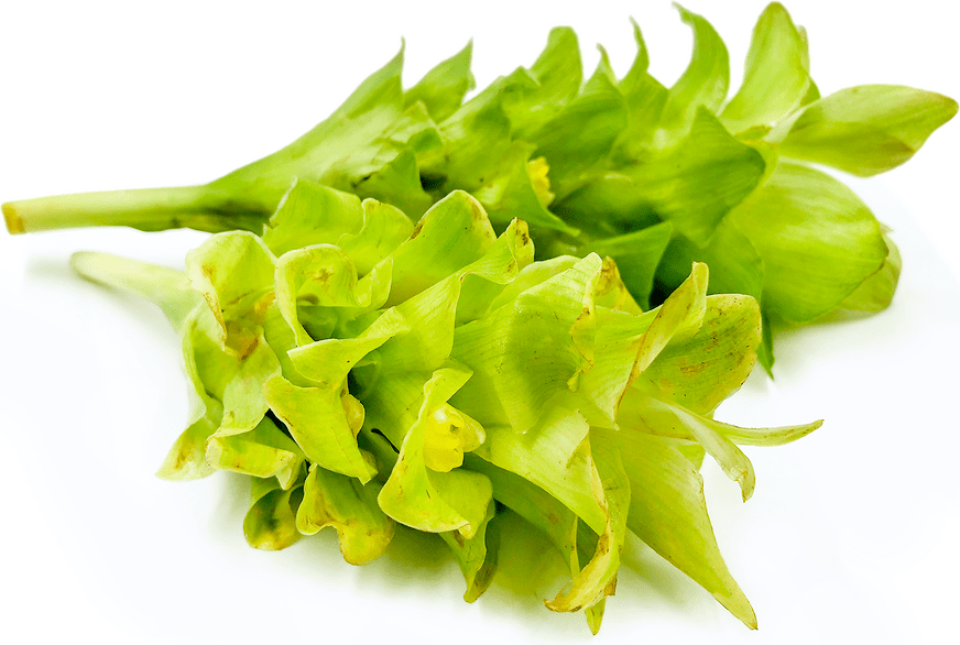 Turmeric Flowers Information and Facts