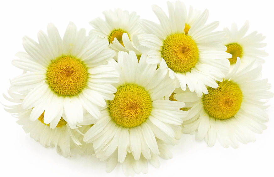 Oxeye Daisy Flowers Information and Facts