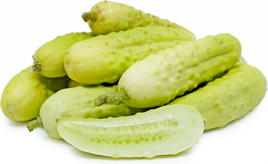 Martini Cucumbers Information and Facts
