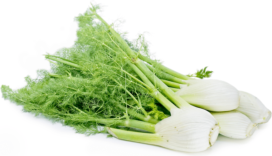 Fennel Information and Facts