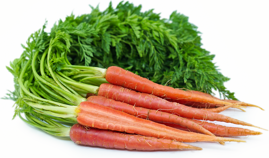 Pink Baby Carrots Information and Facts