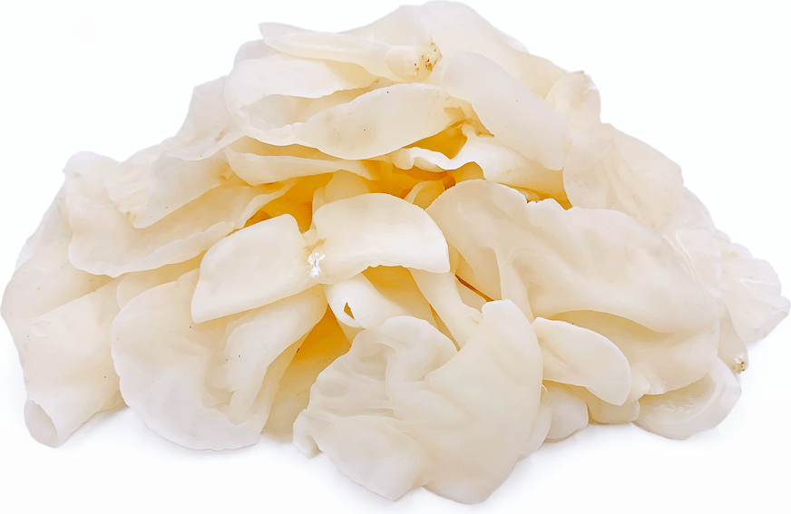 Cloud Ear Mushrooms Information and Facts