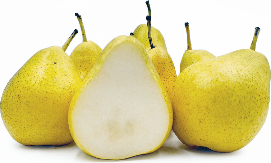Vermont Beauty Pears Information and Facts