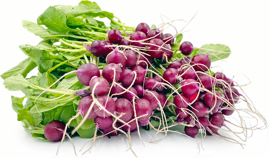 Mini Purple Radishes Information and Facts