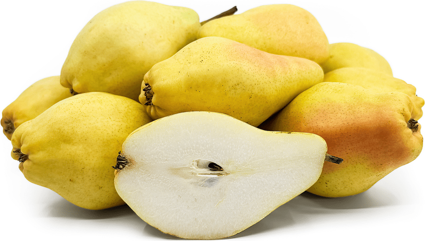 Santa Maria Pears Information and Facts
