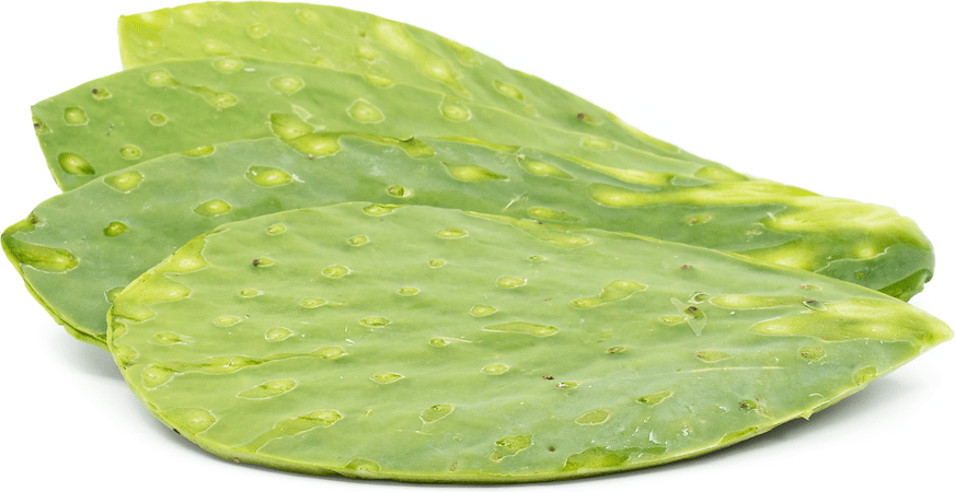 Nopales Cactus Leaf Information and Facts