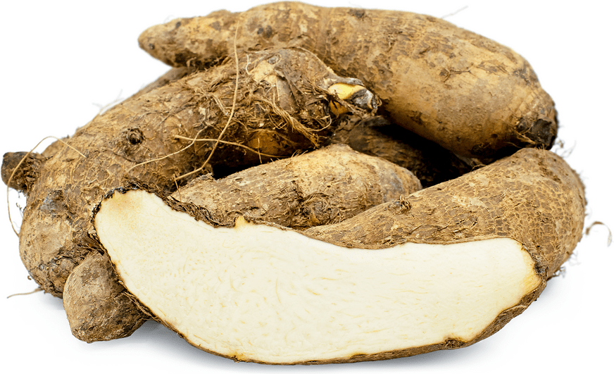 Malanga Information, Recipes and Facts