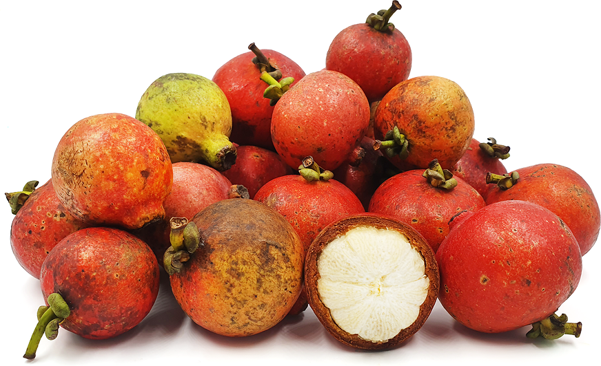 Manggis Hutan Jungle Mangosteen Information and Facts