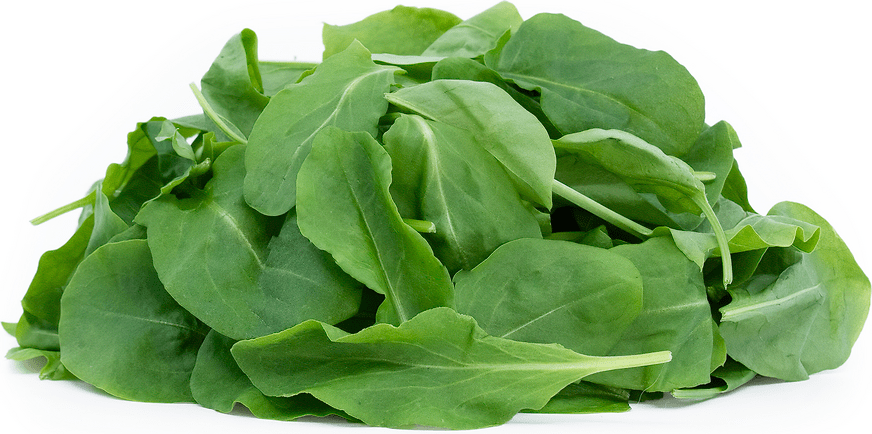 Petite® Sorrel Information and Facts