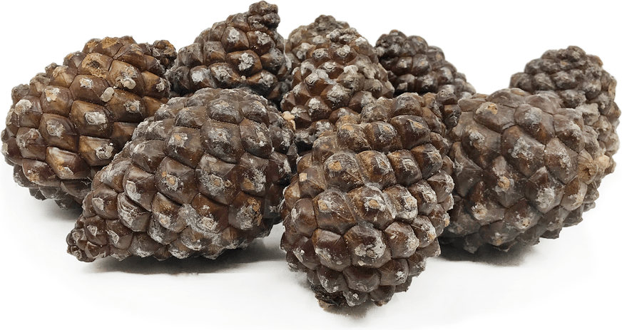 Pine Cones Information and Facts