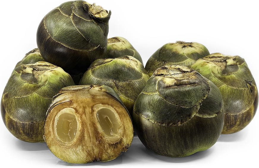 Sea Coconuts Information and Facts