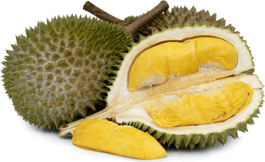 Black Gold Durian Information and Facts