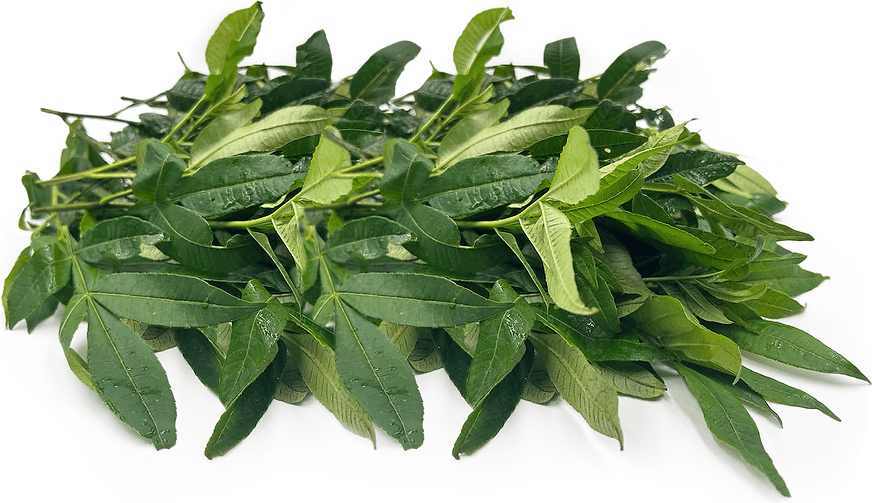 Rattan Pepper Leaves Information and Facts
