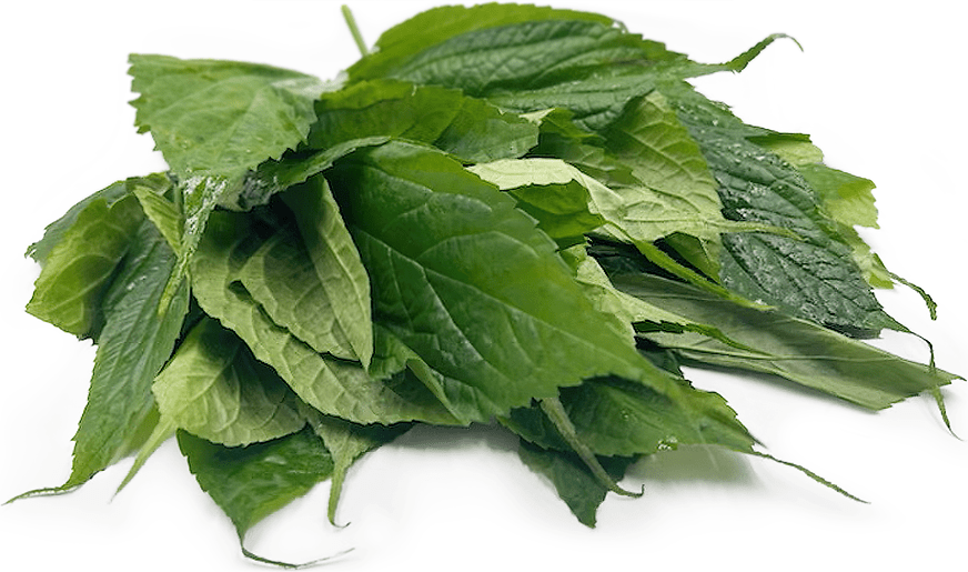 Mun Pu Leaves Information and Facts