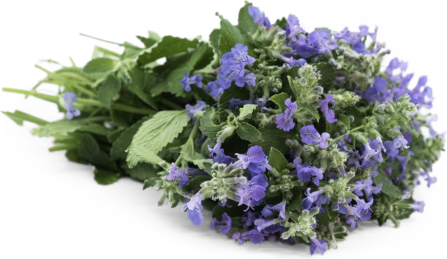 Fresh Flowers Mint Blossom Information and Facts
