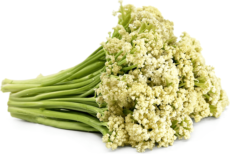 Florentino Sweet Baby Cauliflower Information and Facts