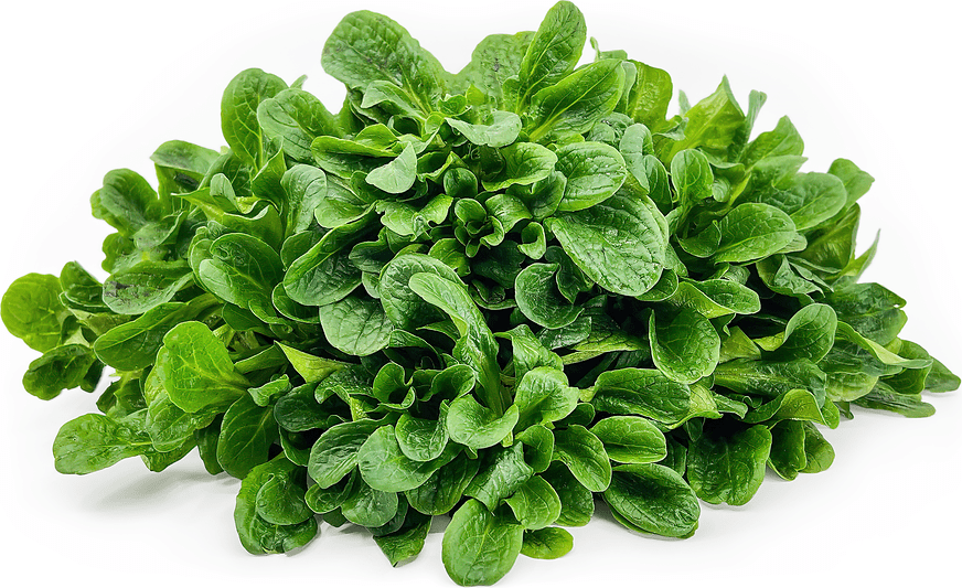Lamb's Lettuce Information and Facts