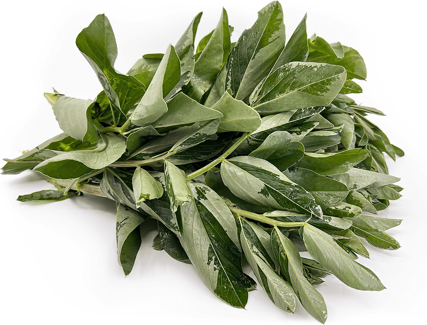 Fava Bean Leaves Information and Facts