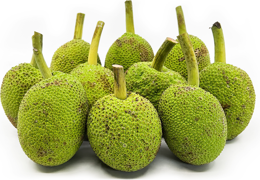 Baby Jack Fruit Information and Facts