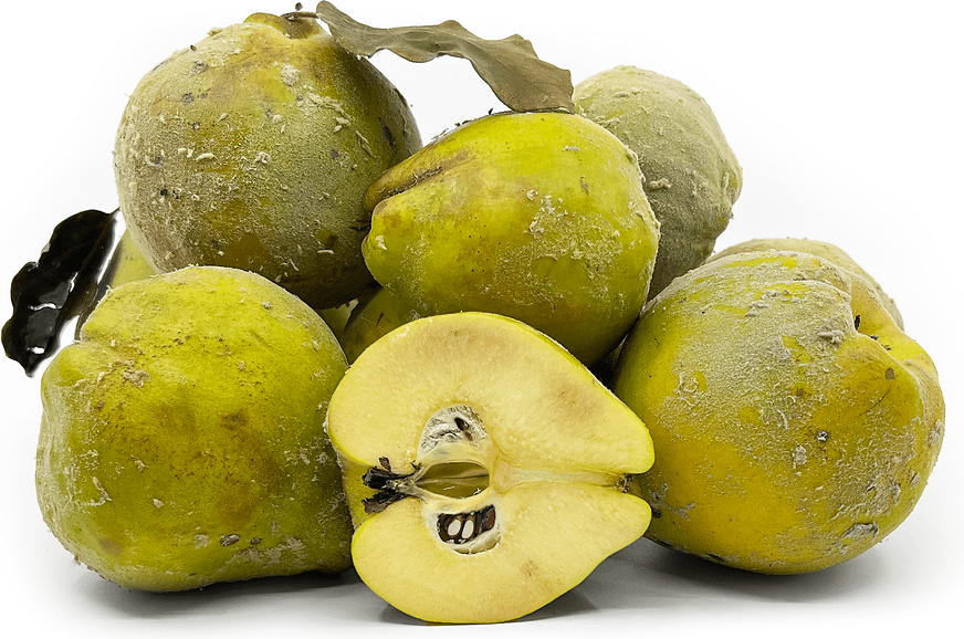 Orange Quince Information and Facts