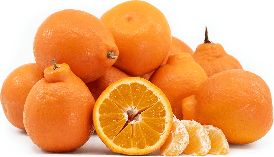 Minneola Tangelos Information and Facts
