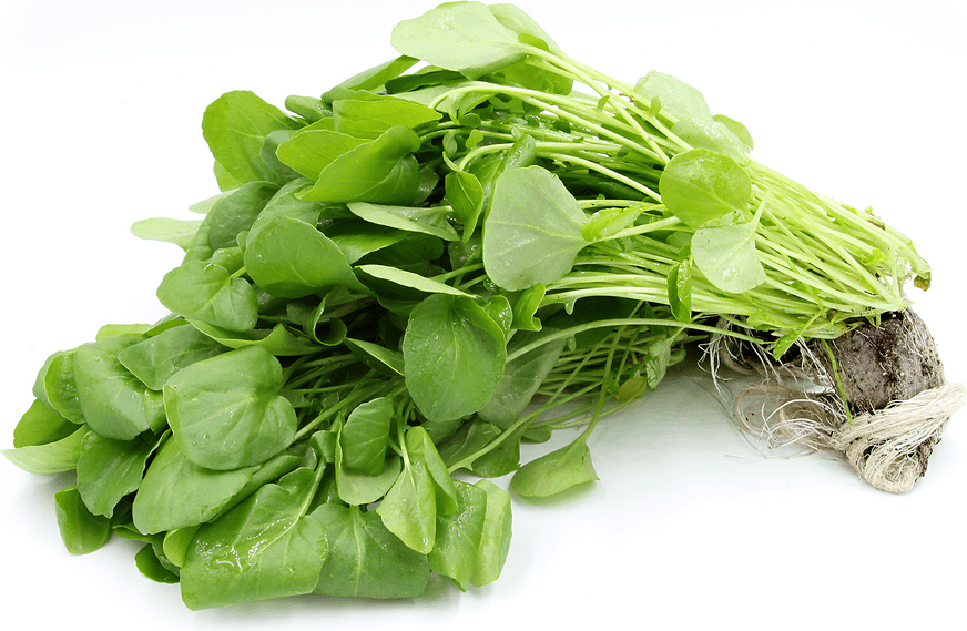 Hydro Watercress Information and Facts