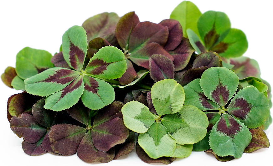Petite Lucky Shamrock™ Information and Facts