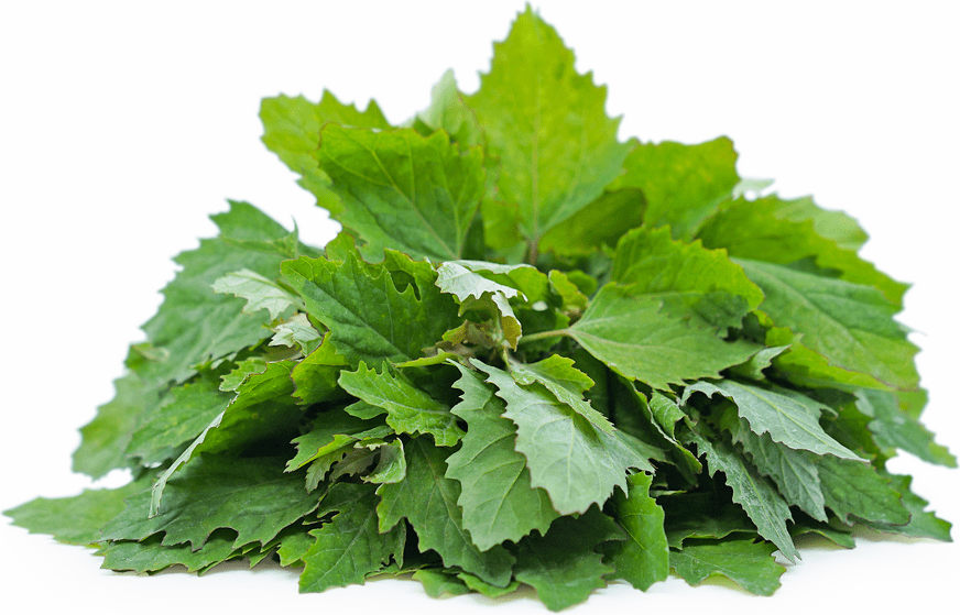 Wild Spinach (Lambs Quarter) Information, Recipes and Facts