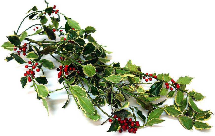 Holly Leaves Information and Facts
