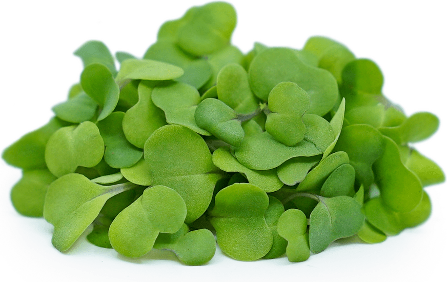 Micro Kale Red Information, Recipes and Facts