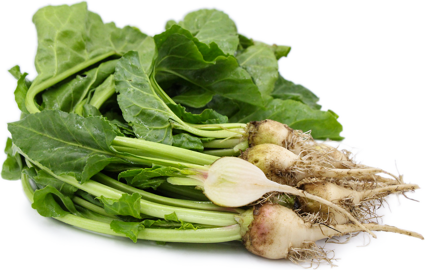 Baby White Beets Information and Facts