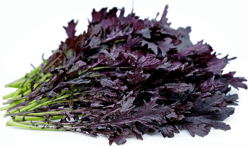 Red Mizuna Lettuce Information and Facts
