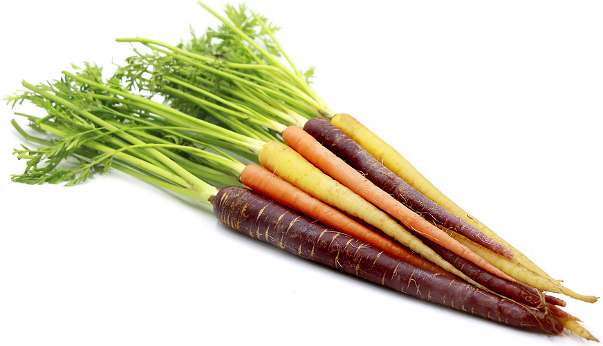 Rainbow Bunch Carrots Information and Facts