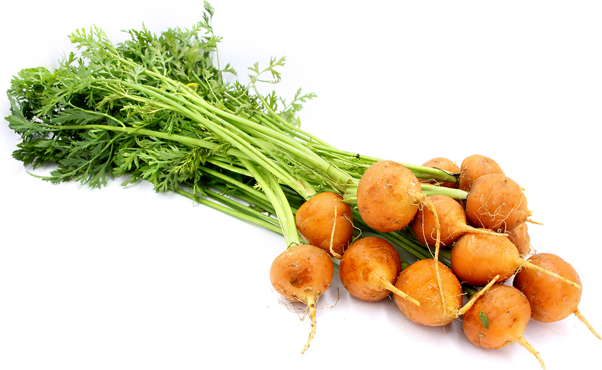 Round Baby Carrots Information and Facts