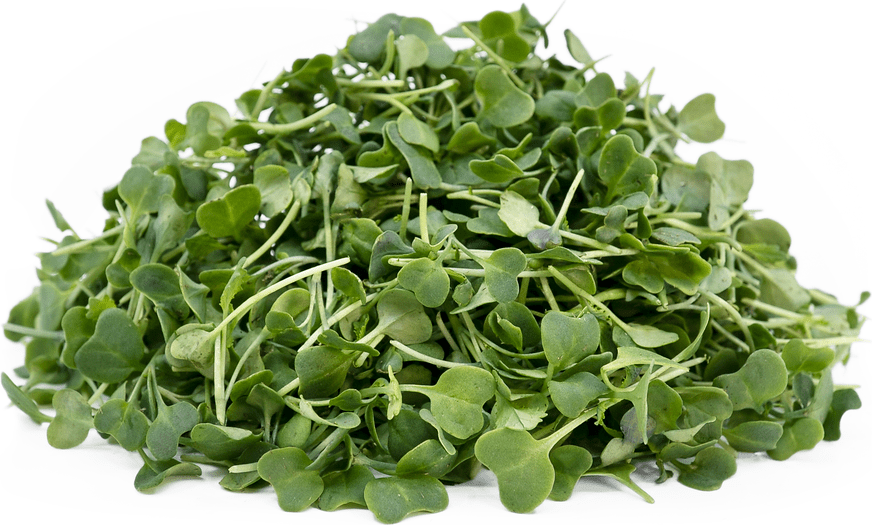 Micro Kale Chinese Information and Facts