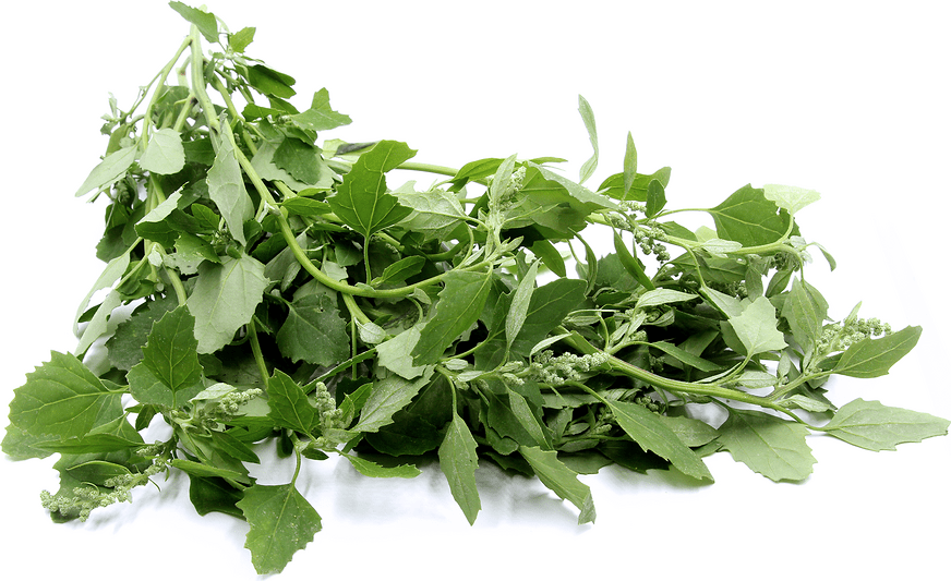 Wild Spinach (Lambs Quarter) Information, Recipes and Facts
