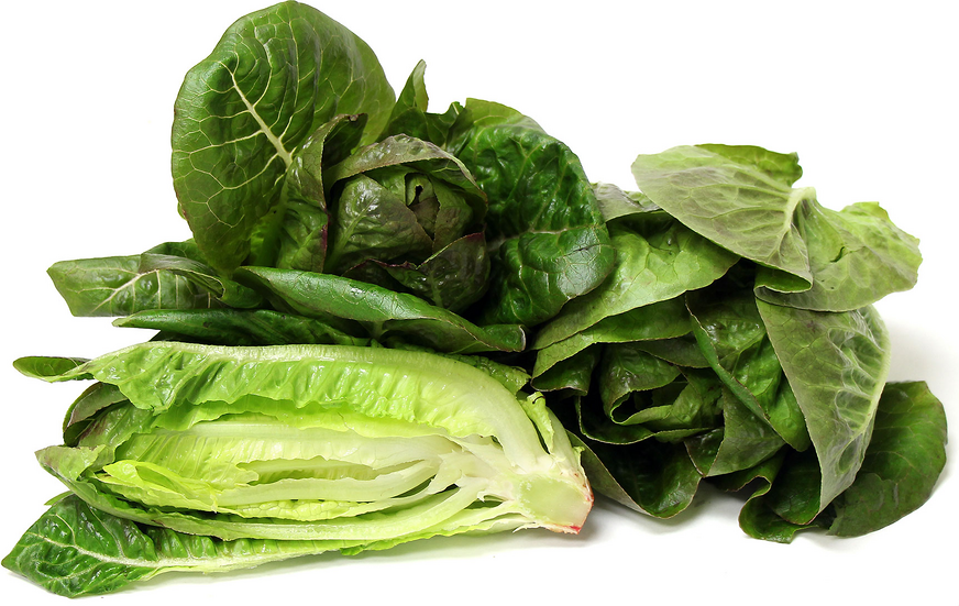 Romaine Lettuce Information and Facts