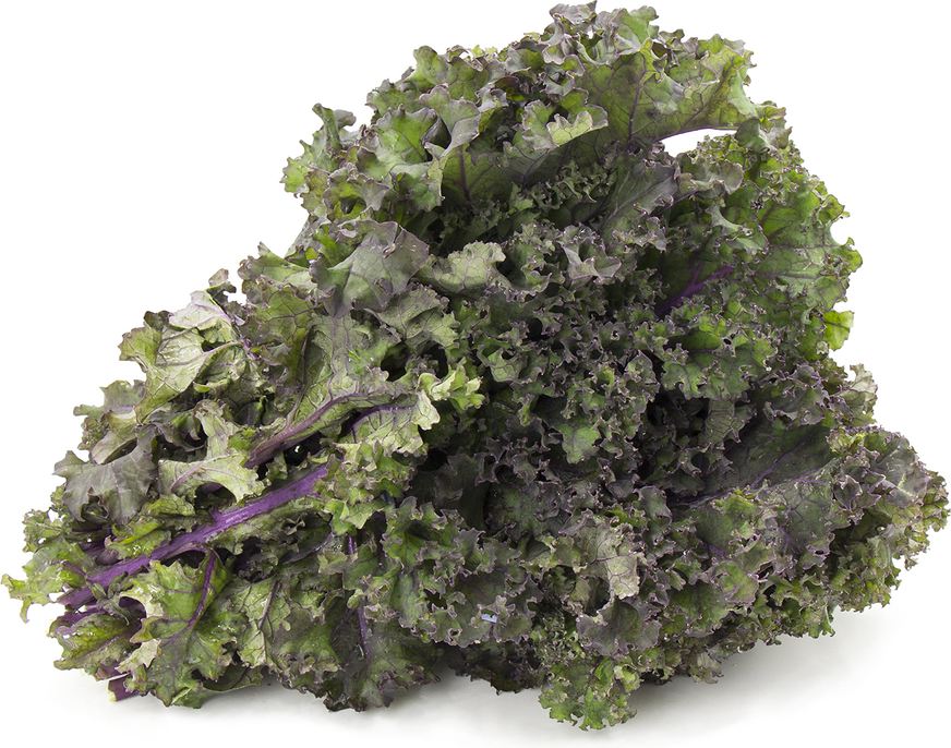 Red Russian Kale Information and Facts