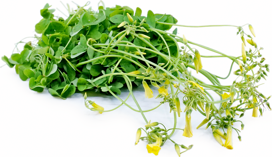 Wood Sorrel Information and Facts