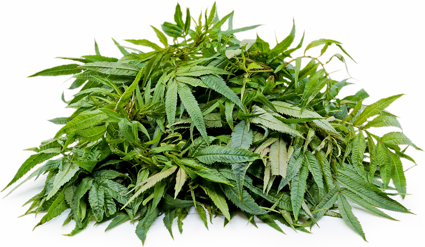 Black Peruvian Mint Information and Facts