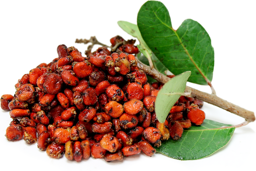 Lemonade Berries Information and Facts