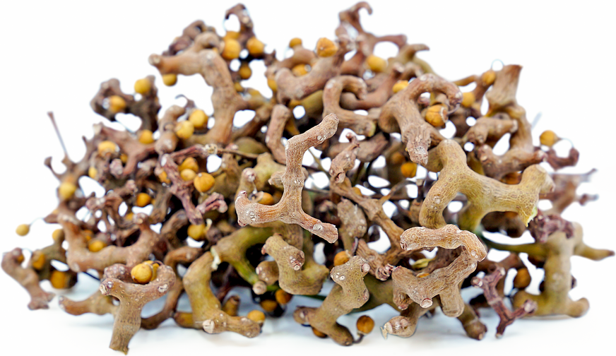 Japanese Raisin Tree Information and Facts