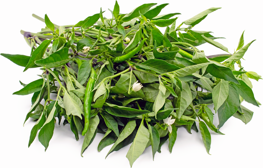Thai Pepper Leaves Information and Facts