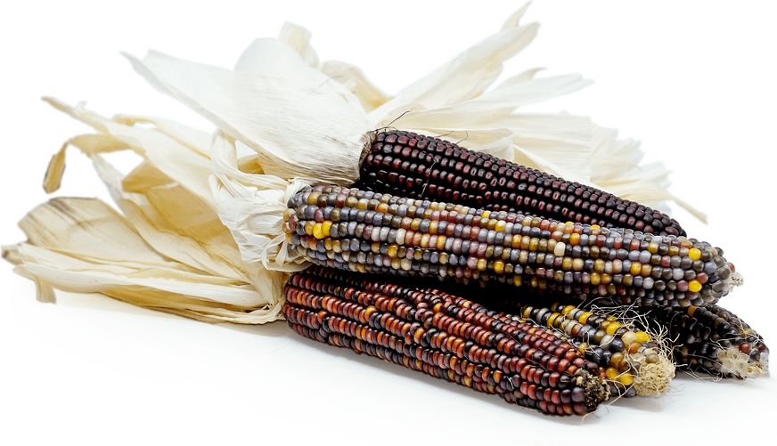 Ornamental Indian Corn Information, Recipes and Facts