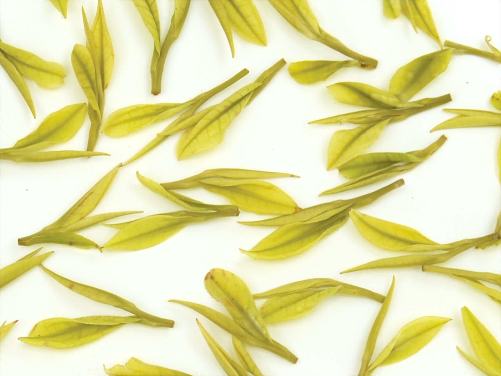 Specialty Tea Standards Color