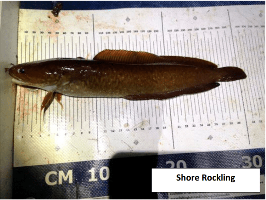 Three Bearded Rockling v Shore Rockling Irish Specimen Fish Committee