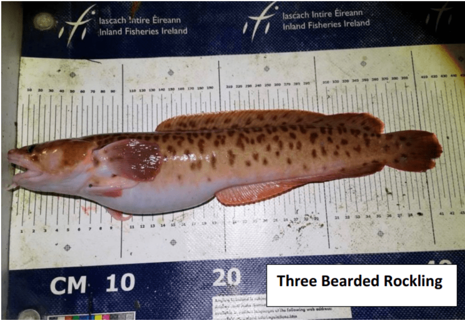 Three Bearded Rockling v Shore Rockling Irish Specimen Fish Committee