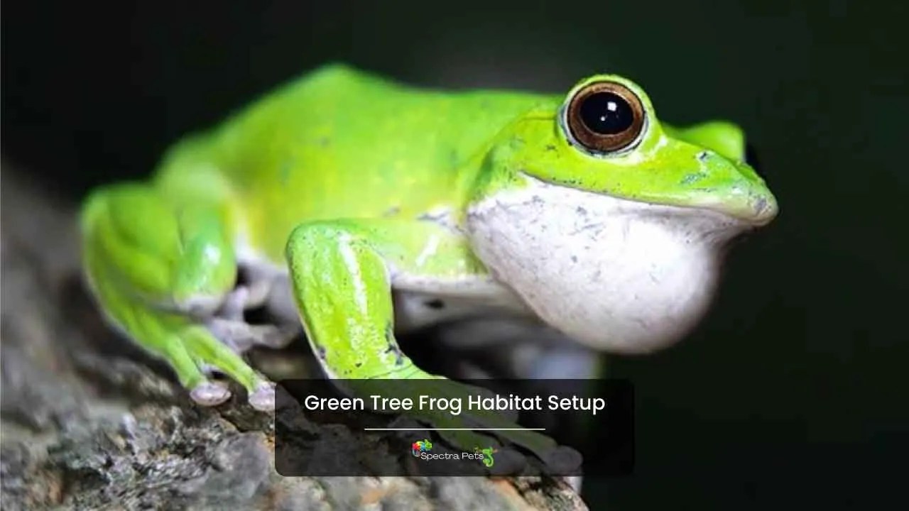Green Tree Frog Habitat Setup [Beginner Friendly Or Not?]