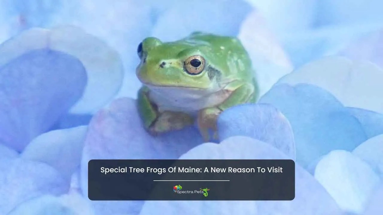 2 Special Tree Frogs Of Maine A New Reason To Visit