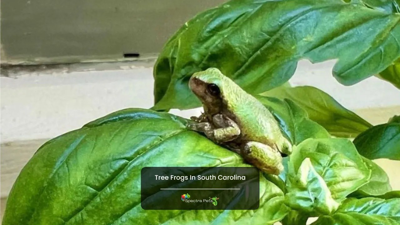 16 Types Of Tree Frogs In South Carolina [Field Guide]